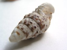 他の写真1: 写真たて－2