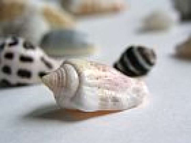 画像3: 貝殻バリエーション3(0テスト)