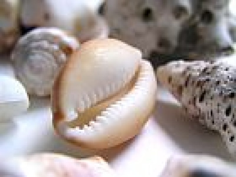 画像2: 貝殻バリエーション3(0テスト)