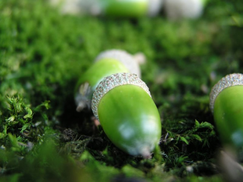 画像1: タイル４４