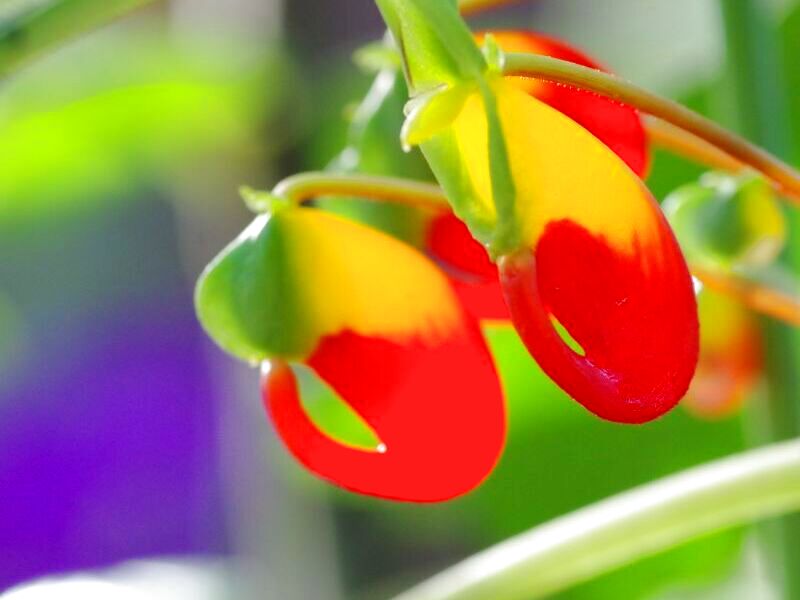 北欧インテリアと雑貨 OCHANOKO